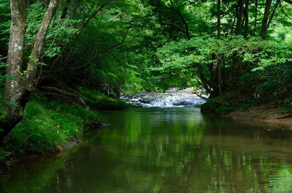 深い緑が水面に写り込む夏の渓流