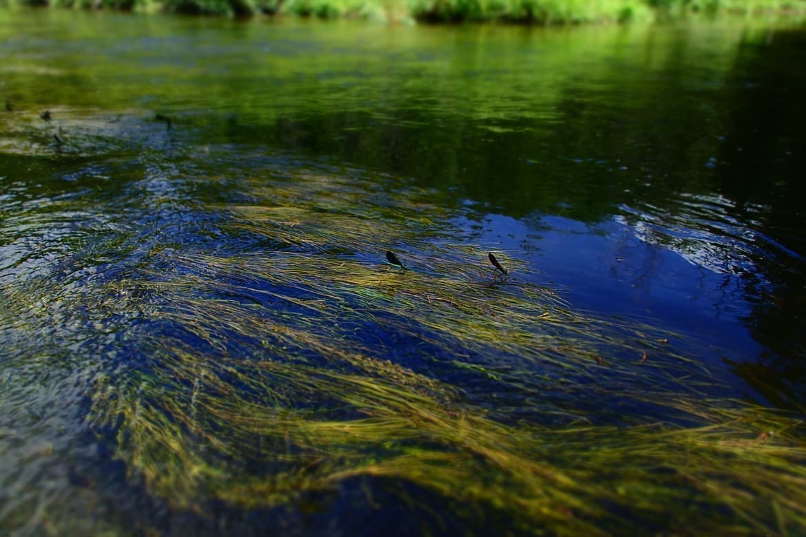 水草が揺れる青い渓流