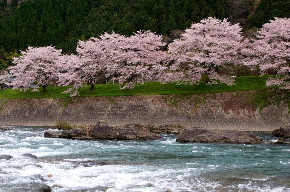薄ピンクの桜並木と長良川