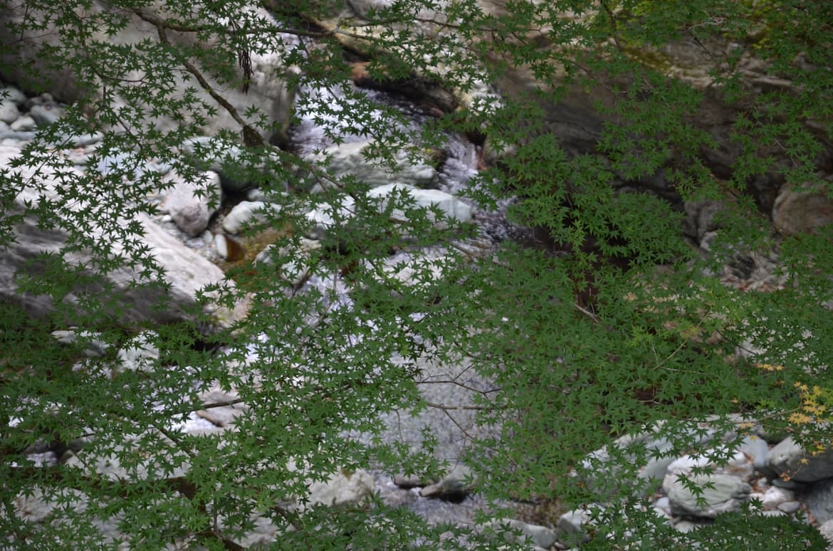緑のカエデは映える夏の渓谷