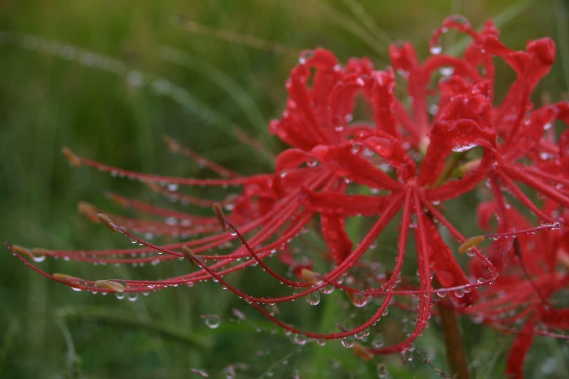 雨に濡れる真紅の彼岸花
