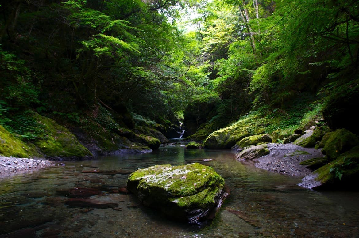 深い緑が印象的な渓流